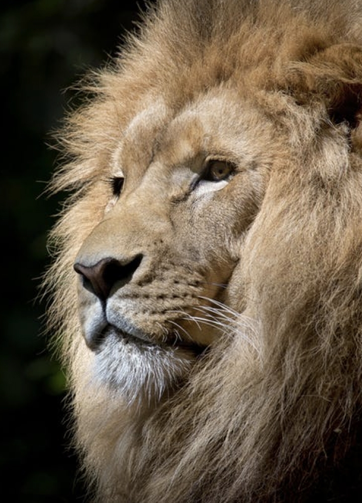 Close up of a lions face