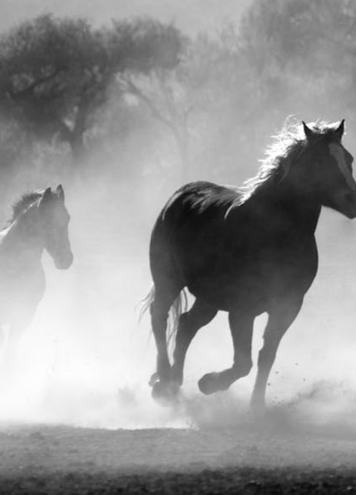 Two black horses running though a cloud of dust.