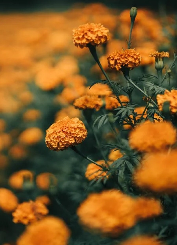 Close up of yellow flowers.