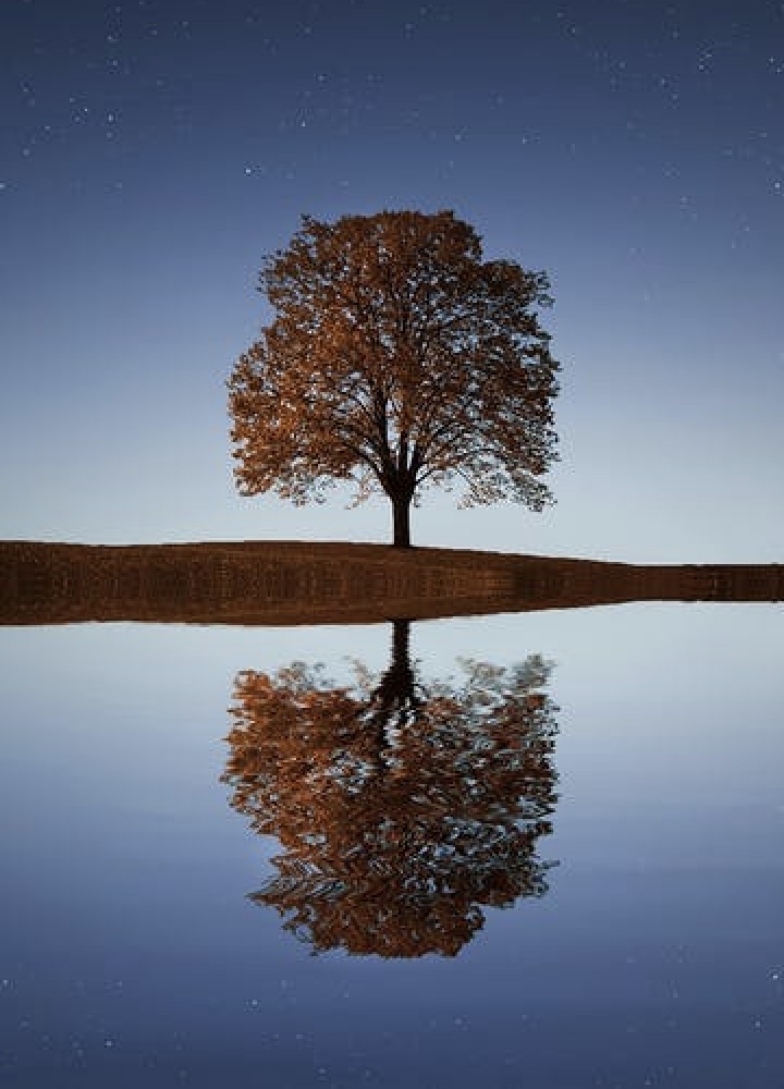 A lone tree and its reflection in a lake next to it.